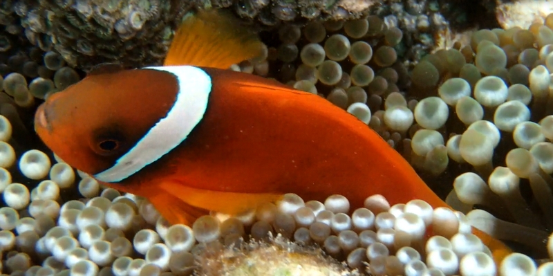 �q������p�b�G�C�W���O���ϕi�y���[�i�X�iLUNAS�j�v���Z���N�����W���O�Z�b�g�z
���T�C�g